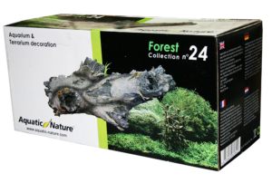 Forest 24