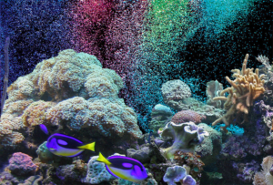 poster Reef